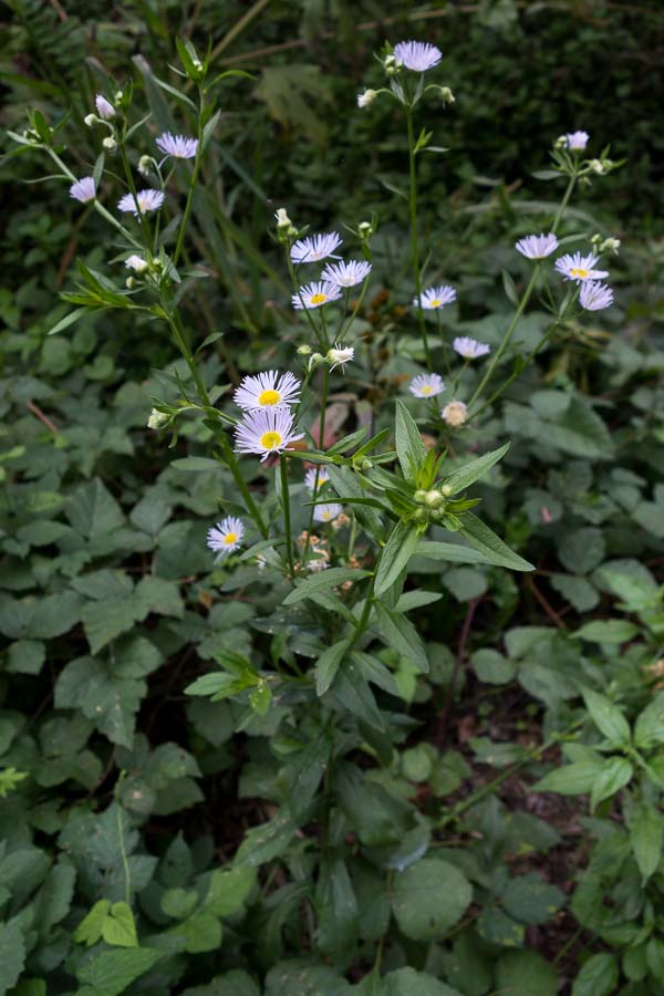 Dubbio su Erigeron annuus